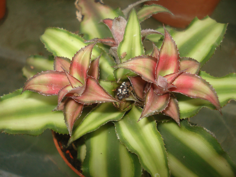 Cryptanthus