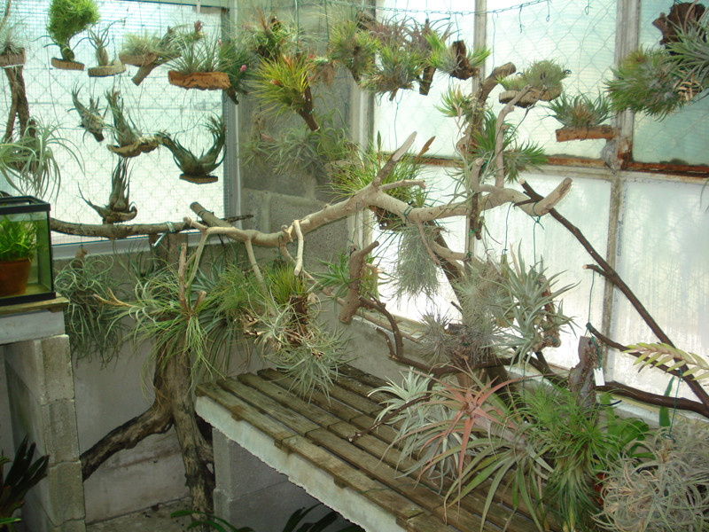 Zona das Tillandsias 