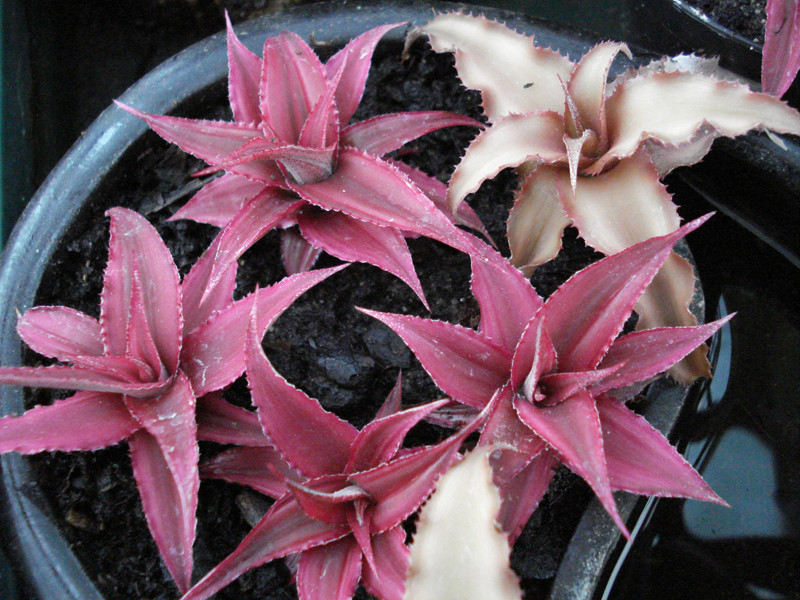 Cryptanthus