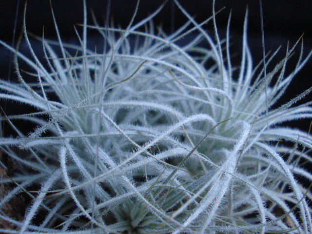 Tillandsia tectorum