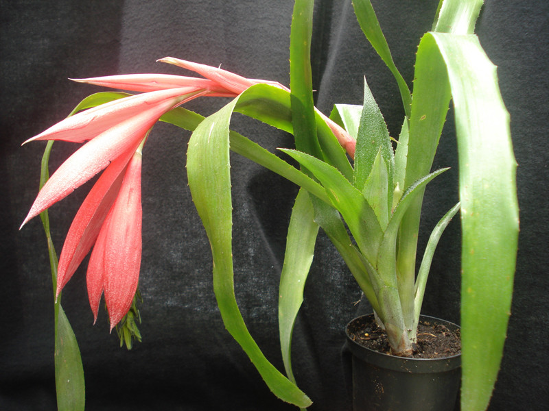 Billbergia schimperiana