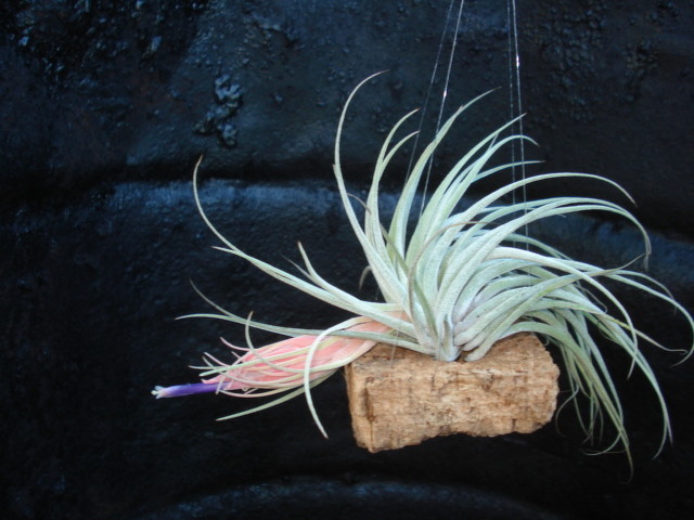 Tillandsia oaxacana welickiana