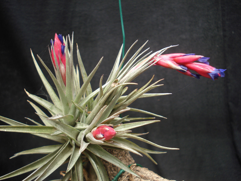 Tillandsia aeranthus