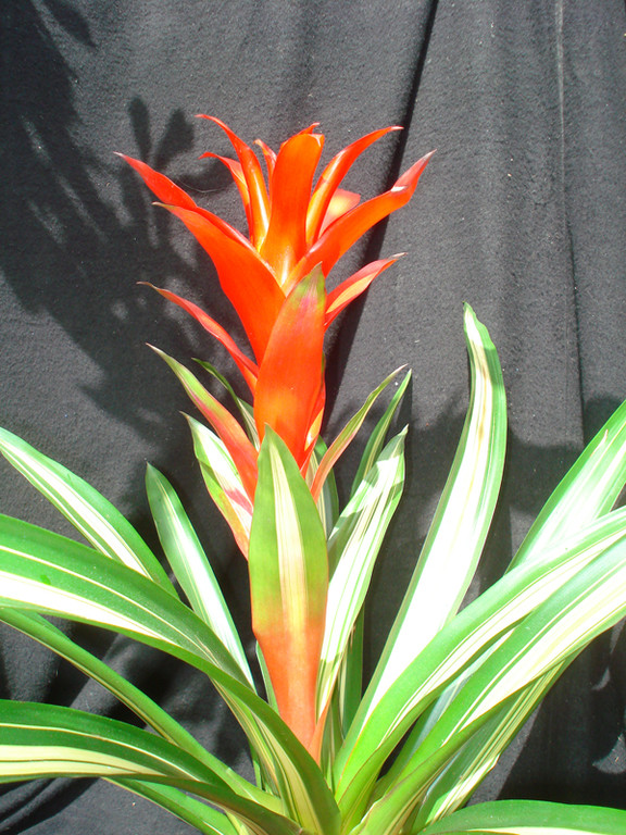 Guzmania lingulata variegata maxi