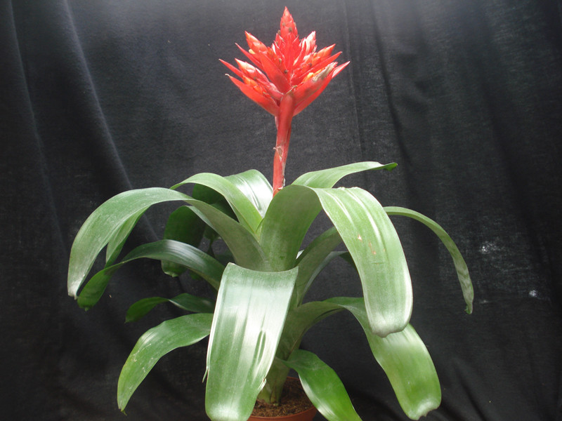 Aechmea mohican