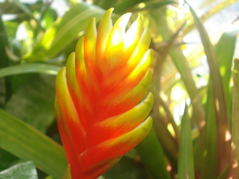 Vriesea carinata