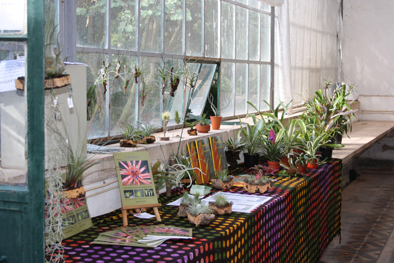 Jardim Botânico da Ajuda Outubro 2010