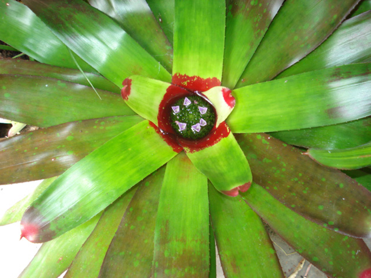 Neoregelia johanis