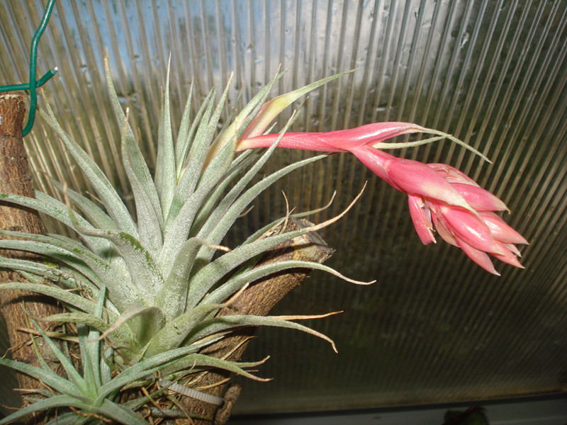 Tillandsia meridionalis