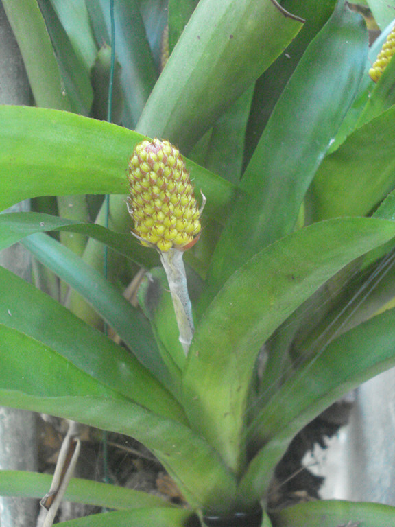 Aechmea calyculata