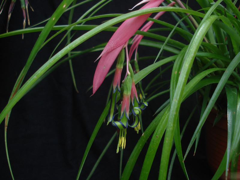 Billbergia nutans