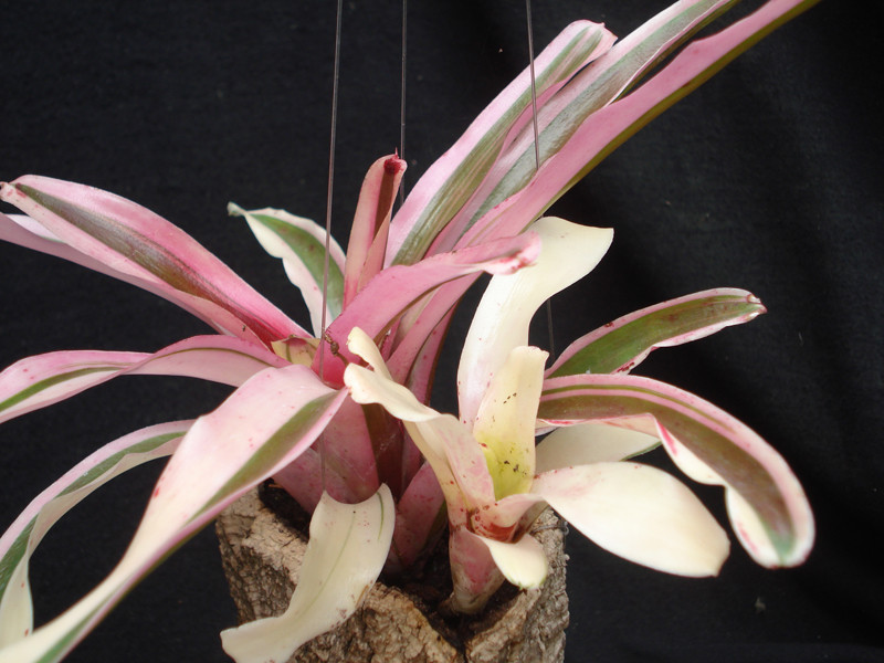 Neoregelia crispata white