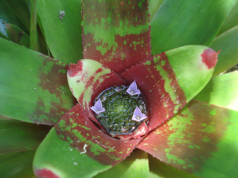 Neoregelia johanis