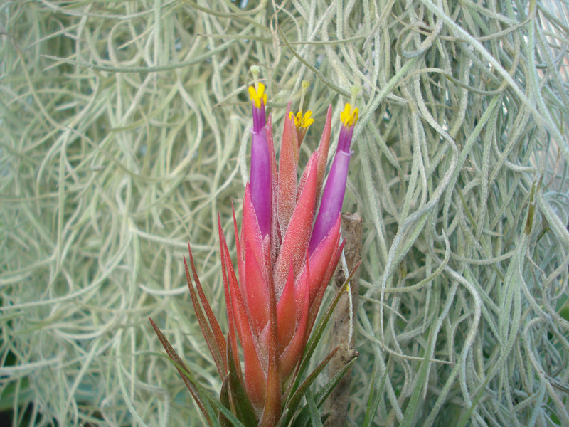 Tillandsia kolbii