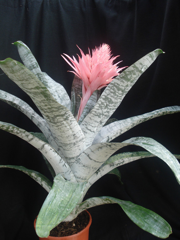 Aechmea fasciata