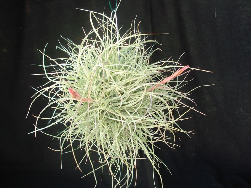 Tillandsia rectifolia