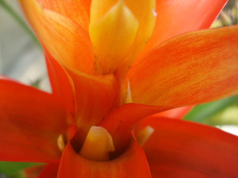 Guzmania lingulata