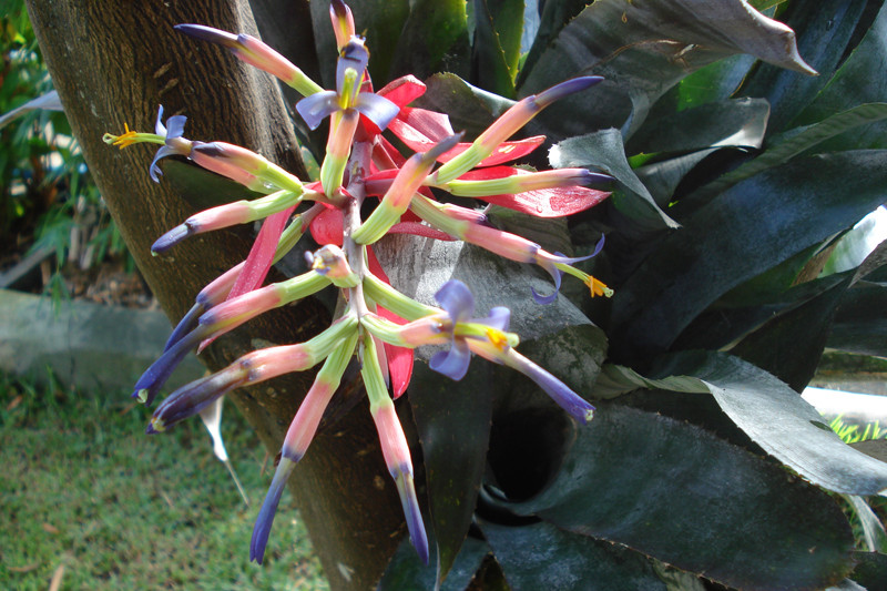 Billbergia vittata