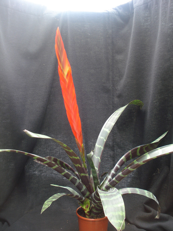 Vriesea splendens