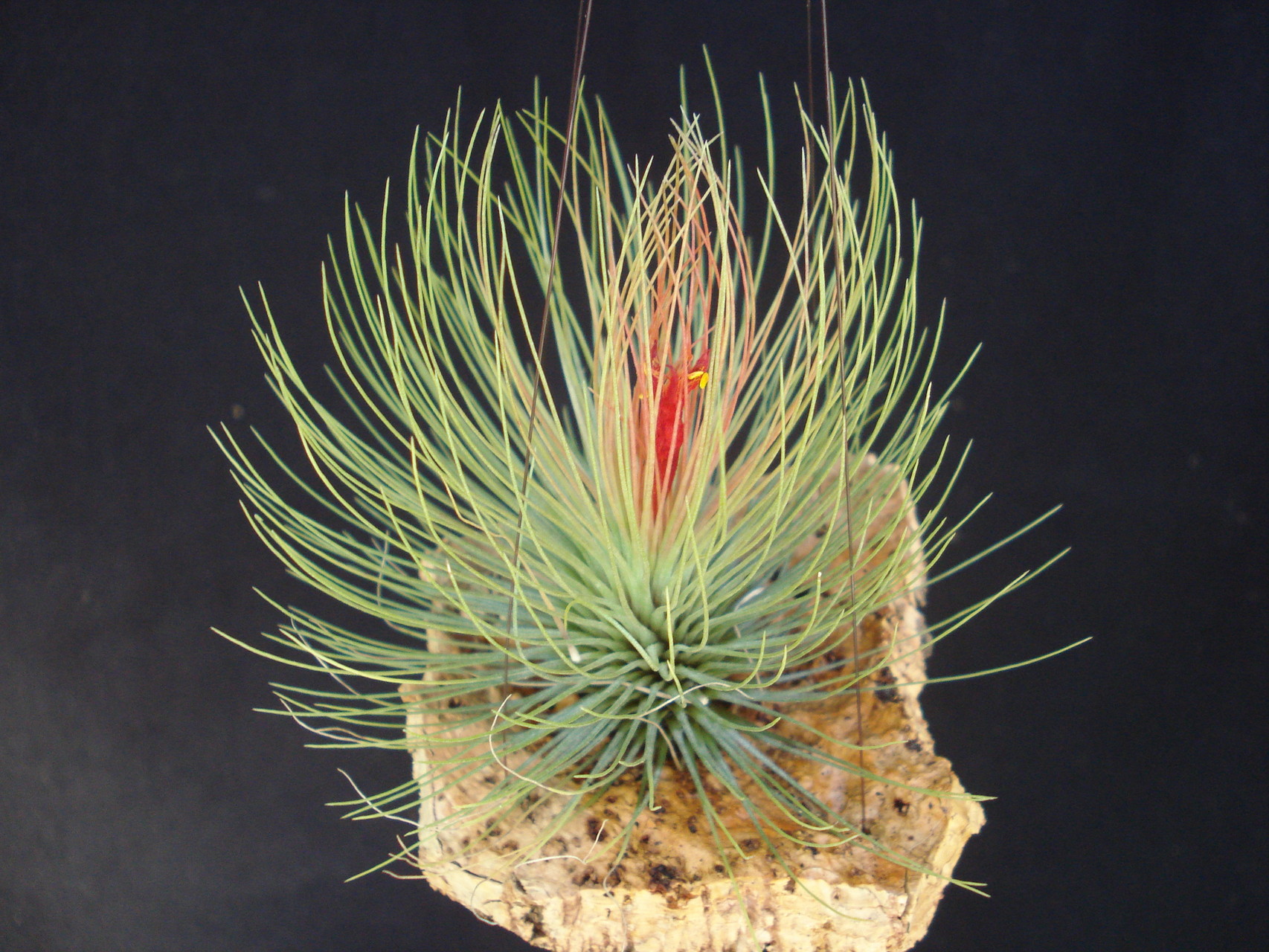 Tillandsia andreana em flor