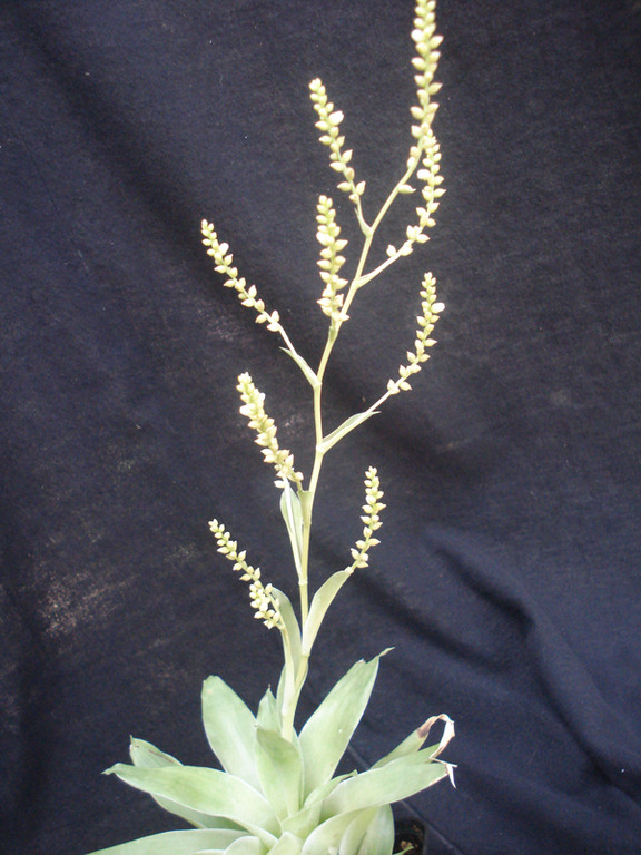 Catopsis mimiflora 