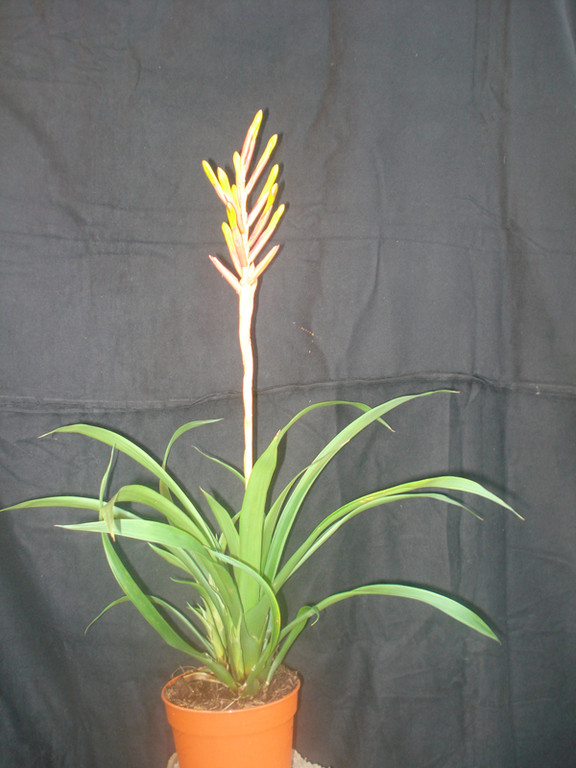 Guzmania major