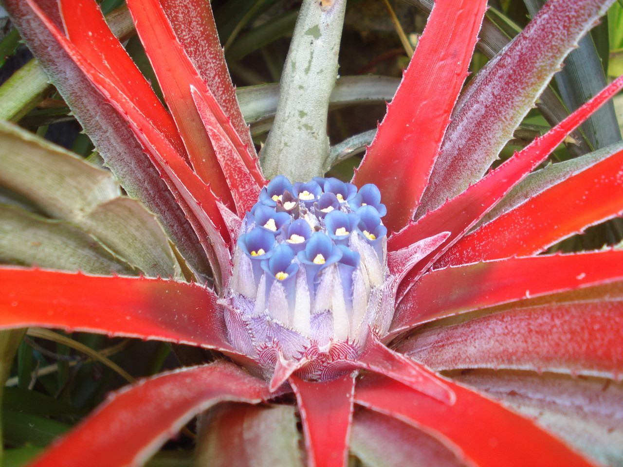 Fascicularia bicolor 