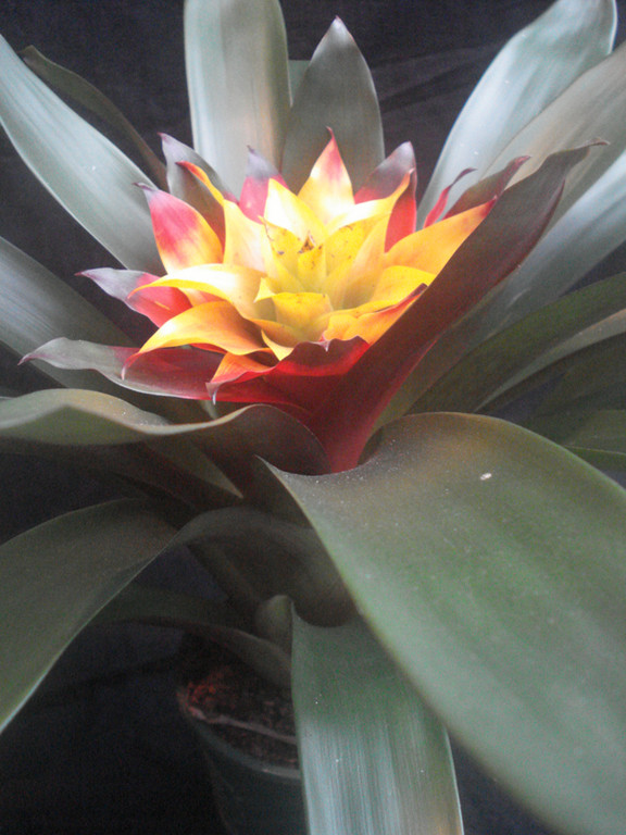 Guzmania noel