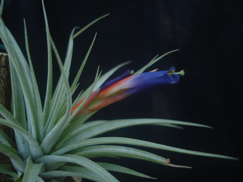 Tillandsia espinosae