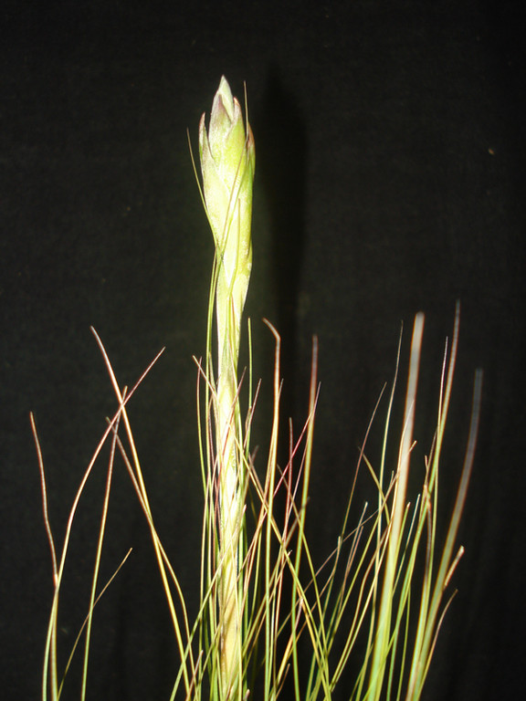 Tillandsia juncifolia