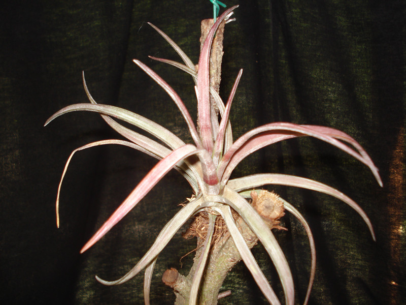 Tillandsia capitata chiapas