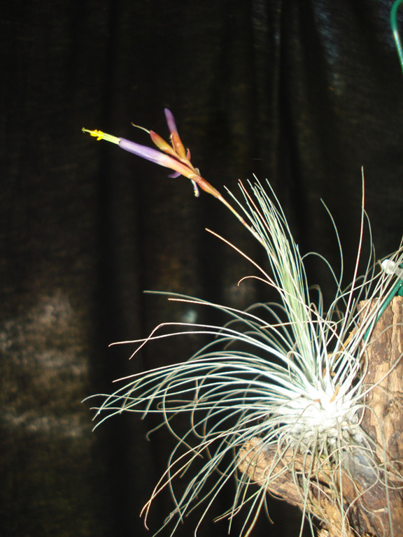 Tillandsia argentea