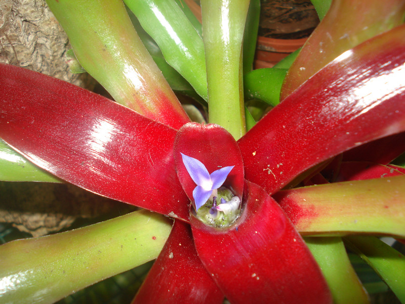 Neoregelia schultesiana