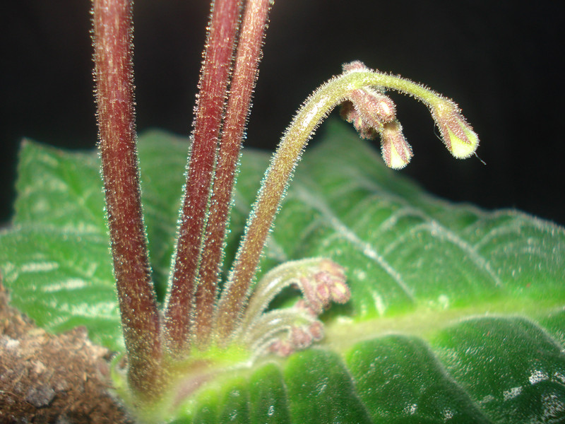 Streptocarpus