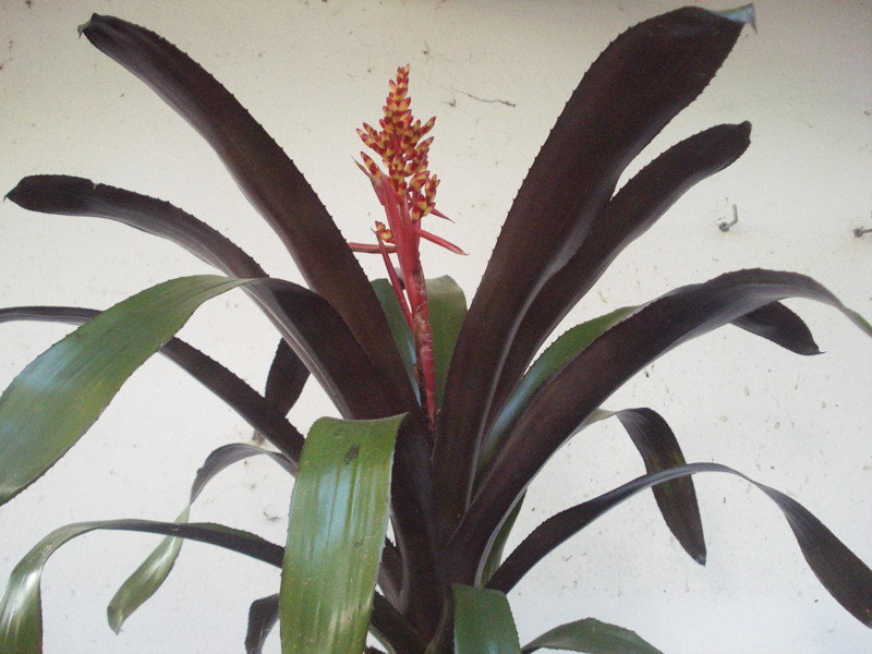 Aechmea miniata