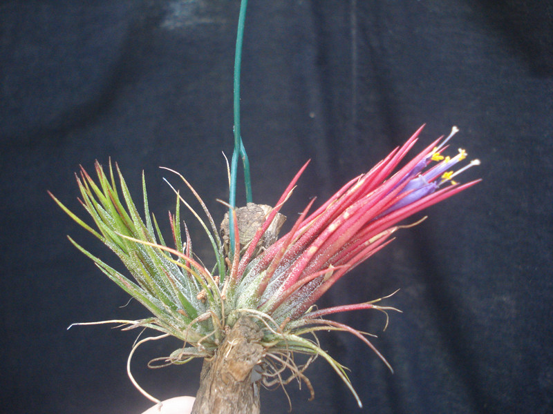 Tillandsia ionantha fuego