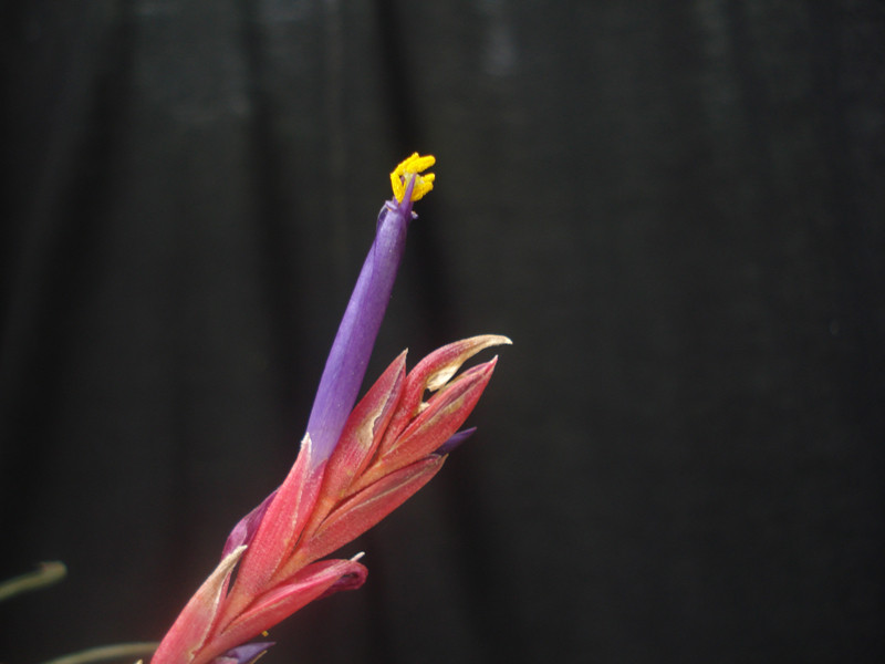 Tillandsia pseudobaileyi