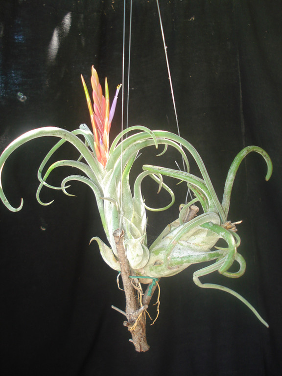 Tillandsia caput medusae