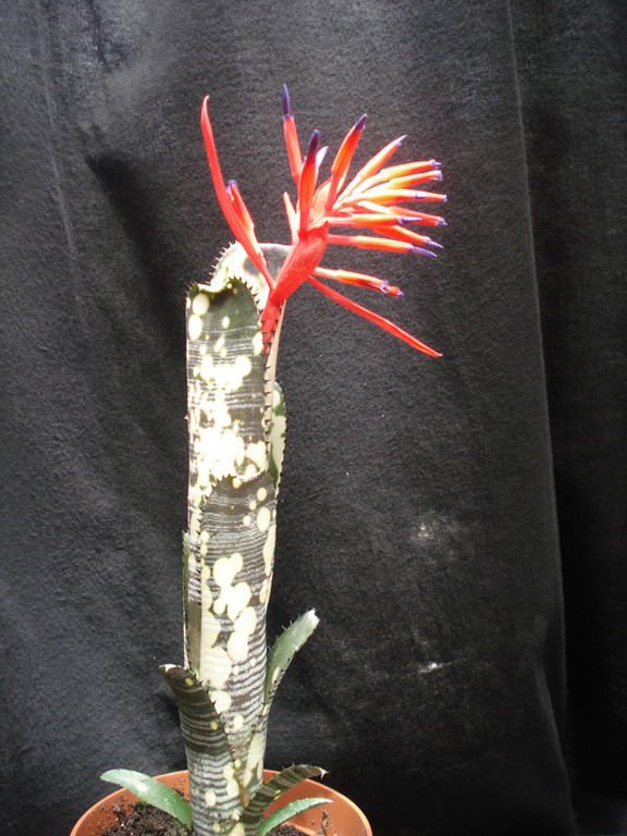 Billbergia domingos martins