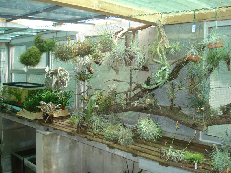 Zona das Tillandsias 