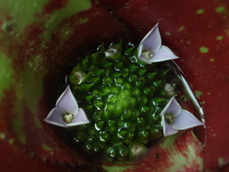 Neoregelia johanis