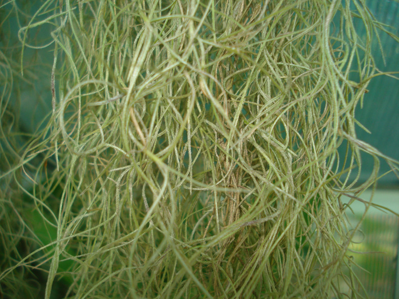 Tillandsia usneoides