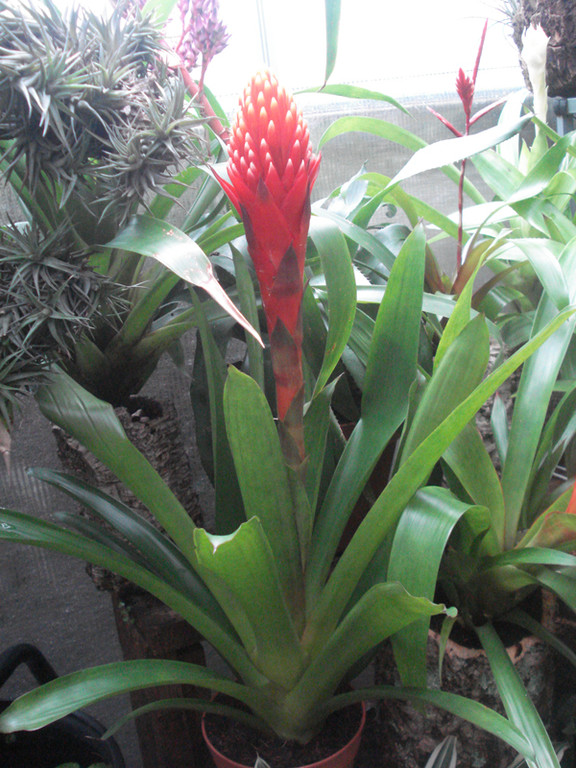 Guzmania conifera