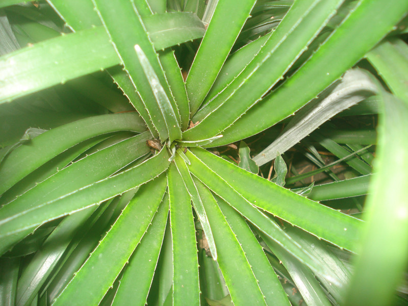 Fascicularia bicolor 