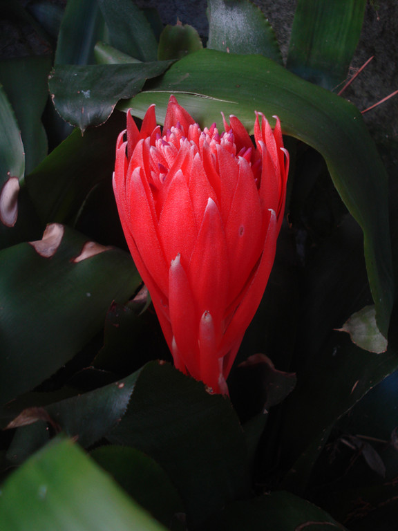 Billbergia pyramidalis