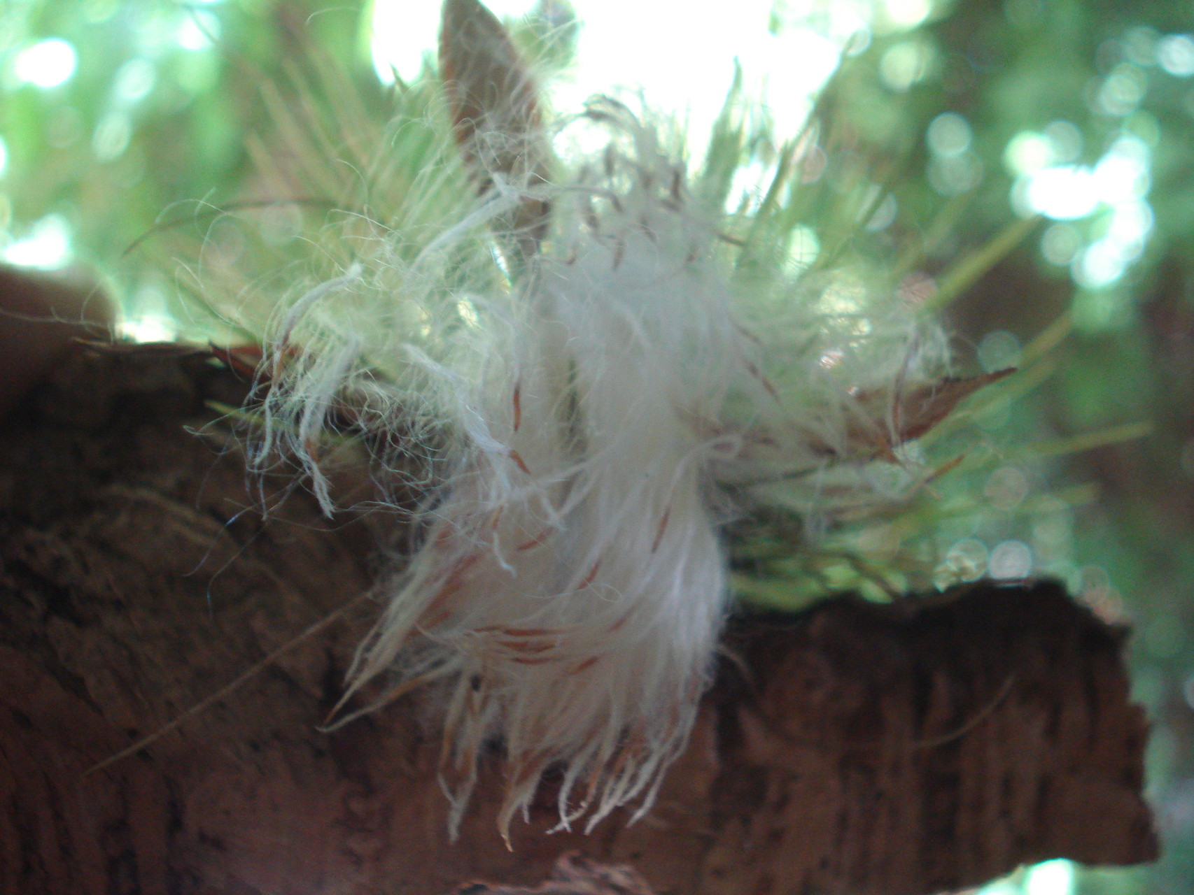 Tillandsia andreana sementes