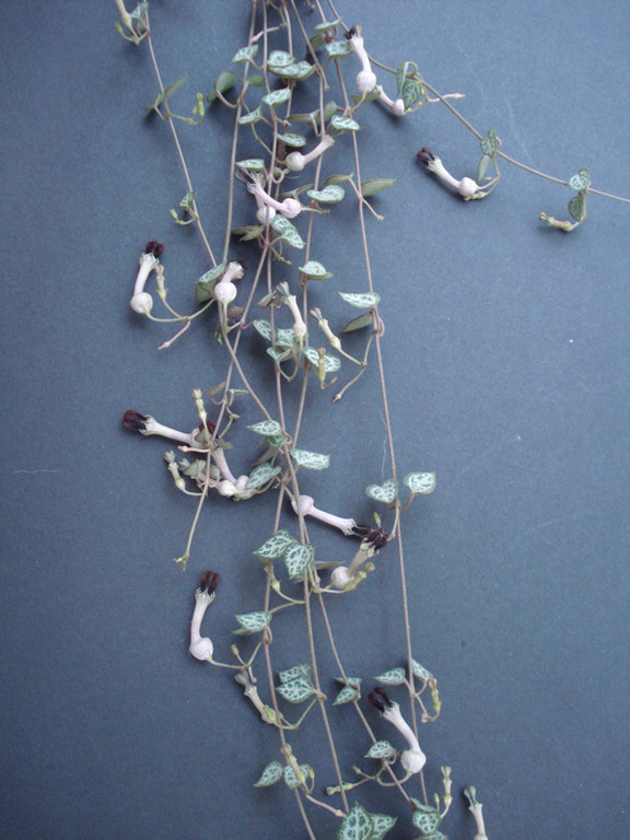 Ceropegia linearis