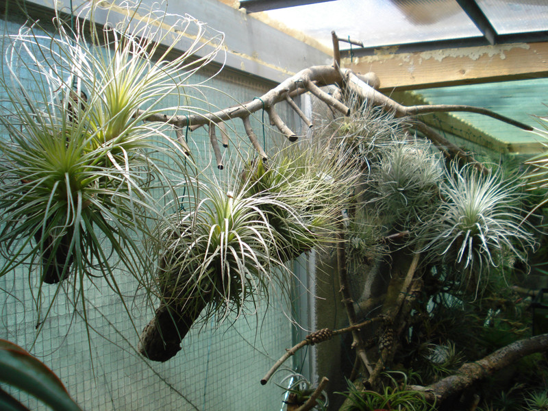 Zona das Tillandsias 