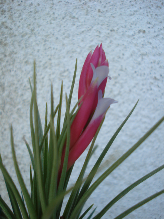 Tillandsia pulchella