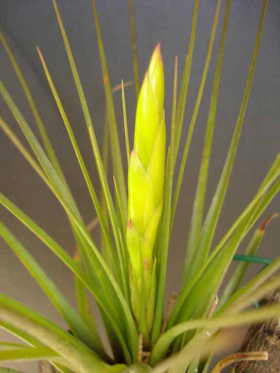 Tillandsia melanocrater